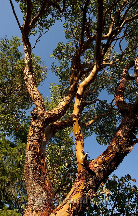 Photo of Arbutus Tree Shedding Bark