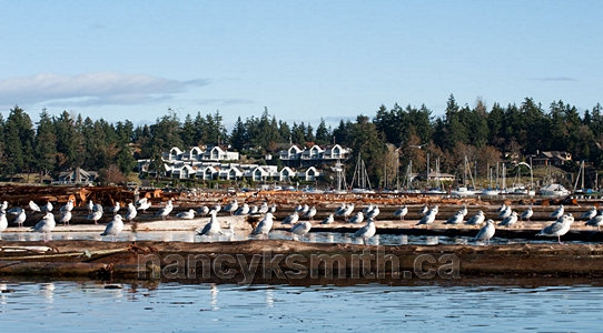 Photo of Beachcomber Marina At Nanoose