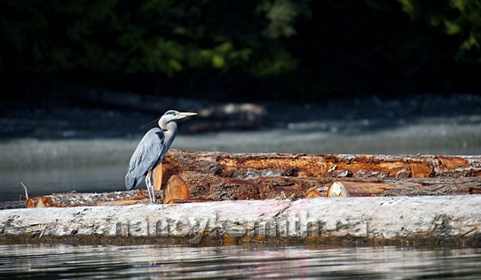 Photo of Great Blue Heron On Log Boom