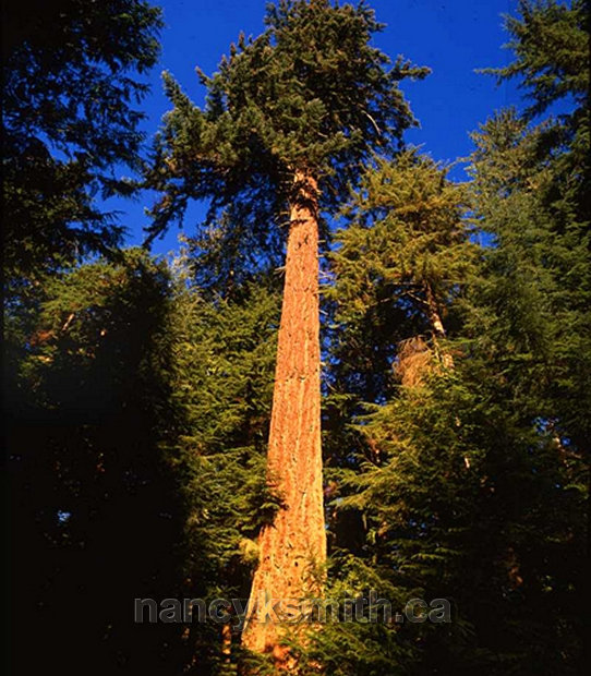 Photo of About 800 Year Old Douglas Fir Tree Is Oldest In The Forest