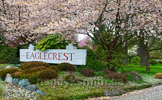 Photo of Eaglecrest Cherry Blossoms