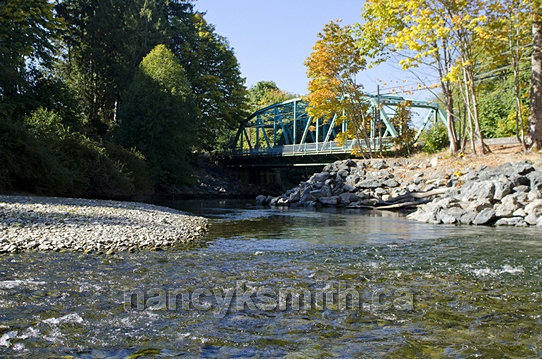 Photo of Fall Salmon Spawning On Little Qualicum River