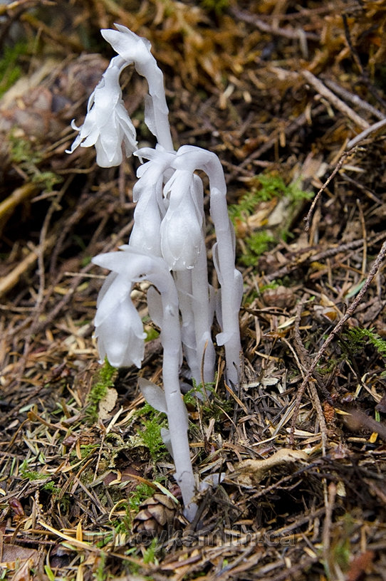 Photo of Indian Pipe