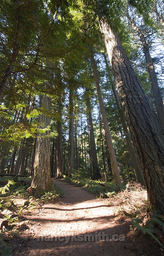 Photo of Old Growth Douglas Fir Trails